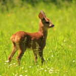 Bambi