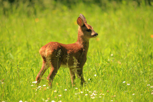 BLOG DES ARGUMENTS POUR & CONTRE Bambi