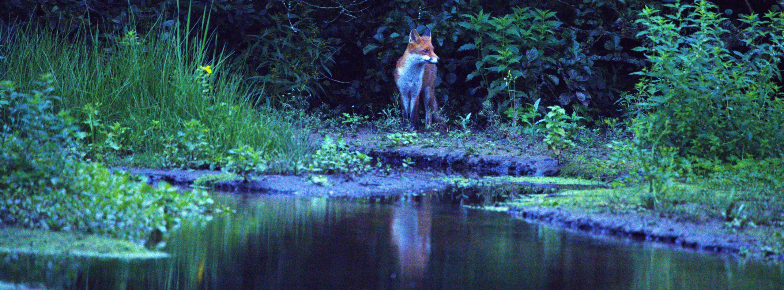 Renard devant une mare